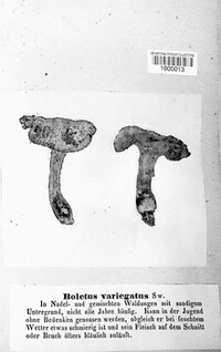 Suillus variegatus image